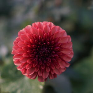 Dahlienknolle Copper Boy