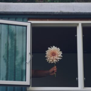 Dahlienknolle Cafe au Lait