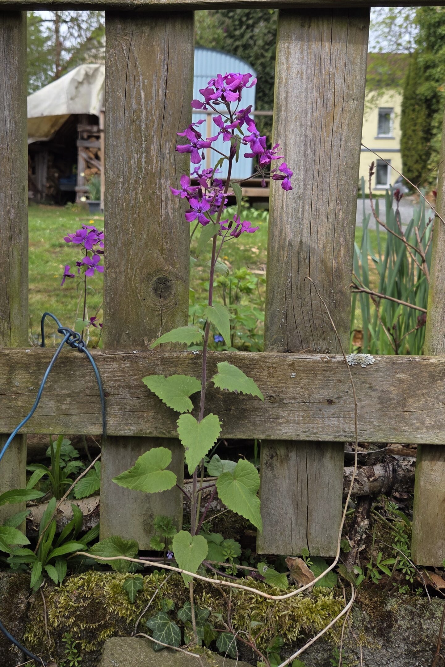 Lunaria Jungpflanzen – Bild 3
