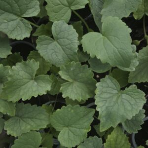 Lunaria Jungpflanzen