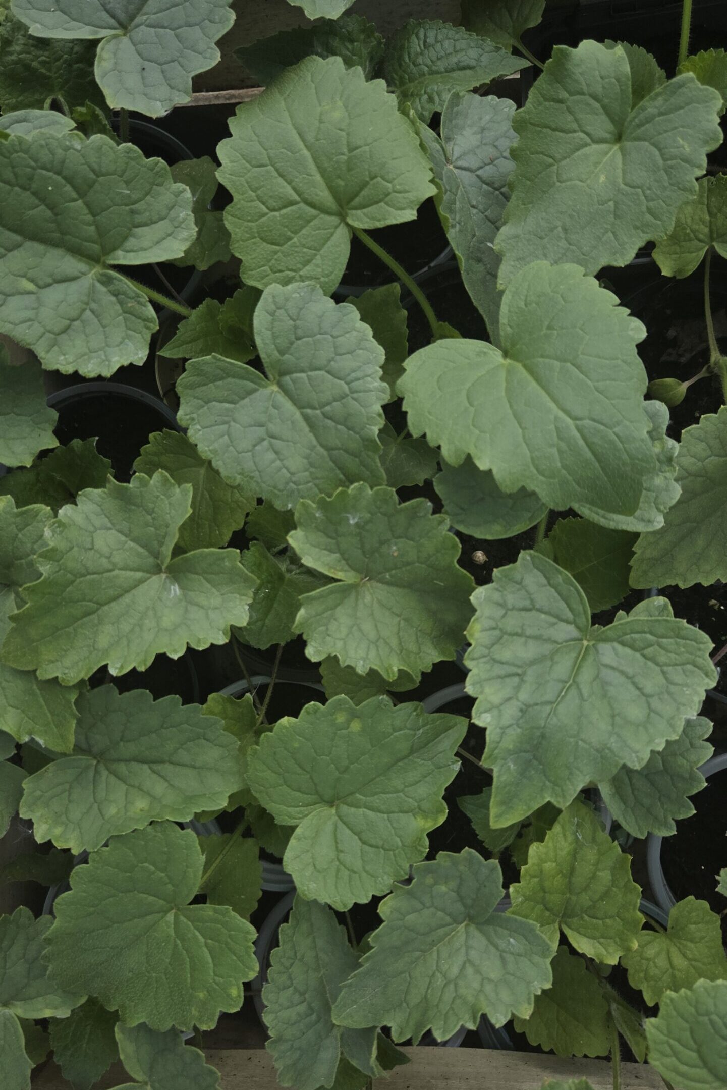 Lunaria Jungpflanzen