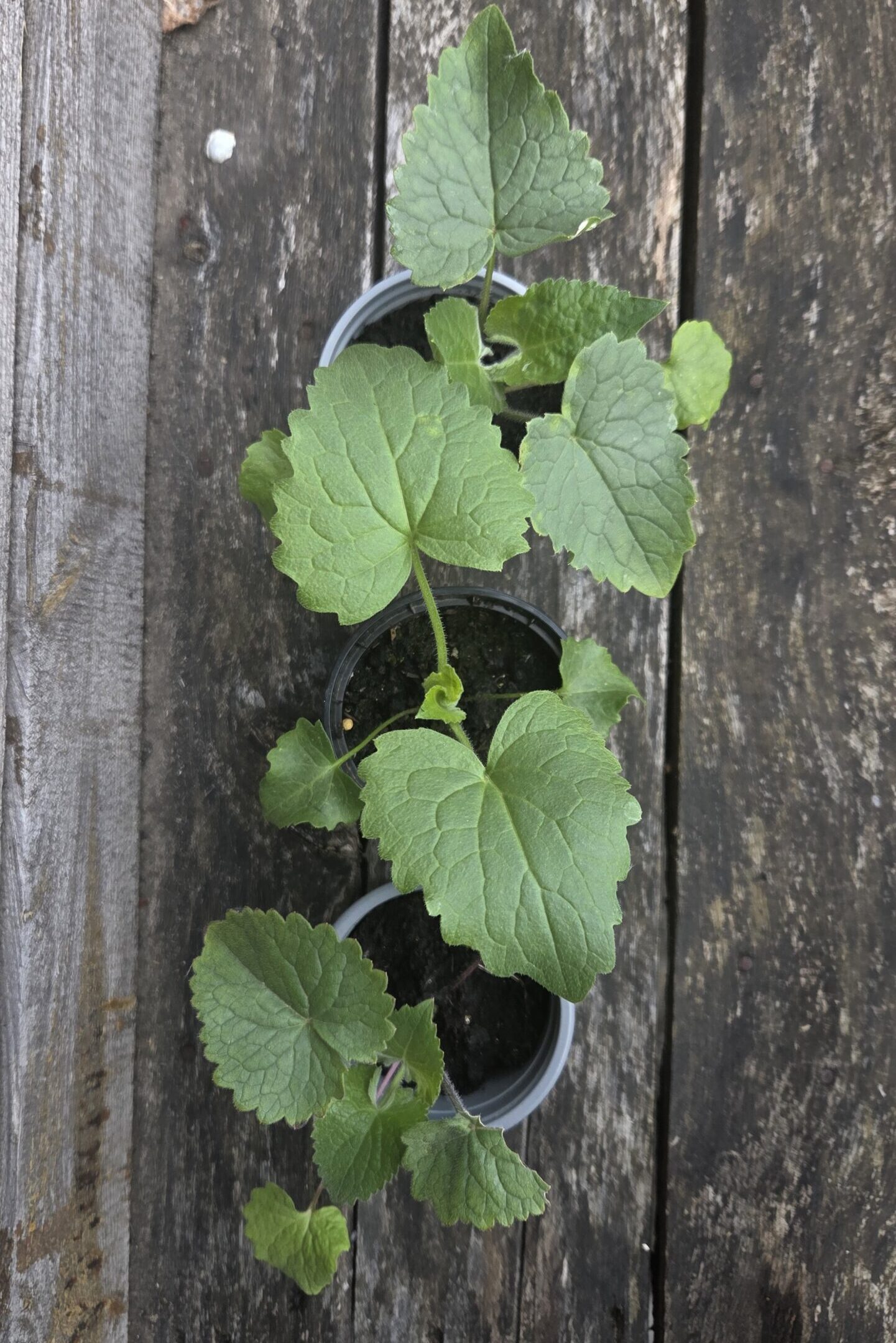 Lunaria Jungpflanzen – Bild 5