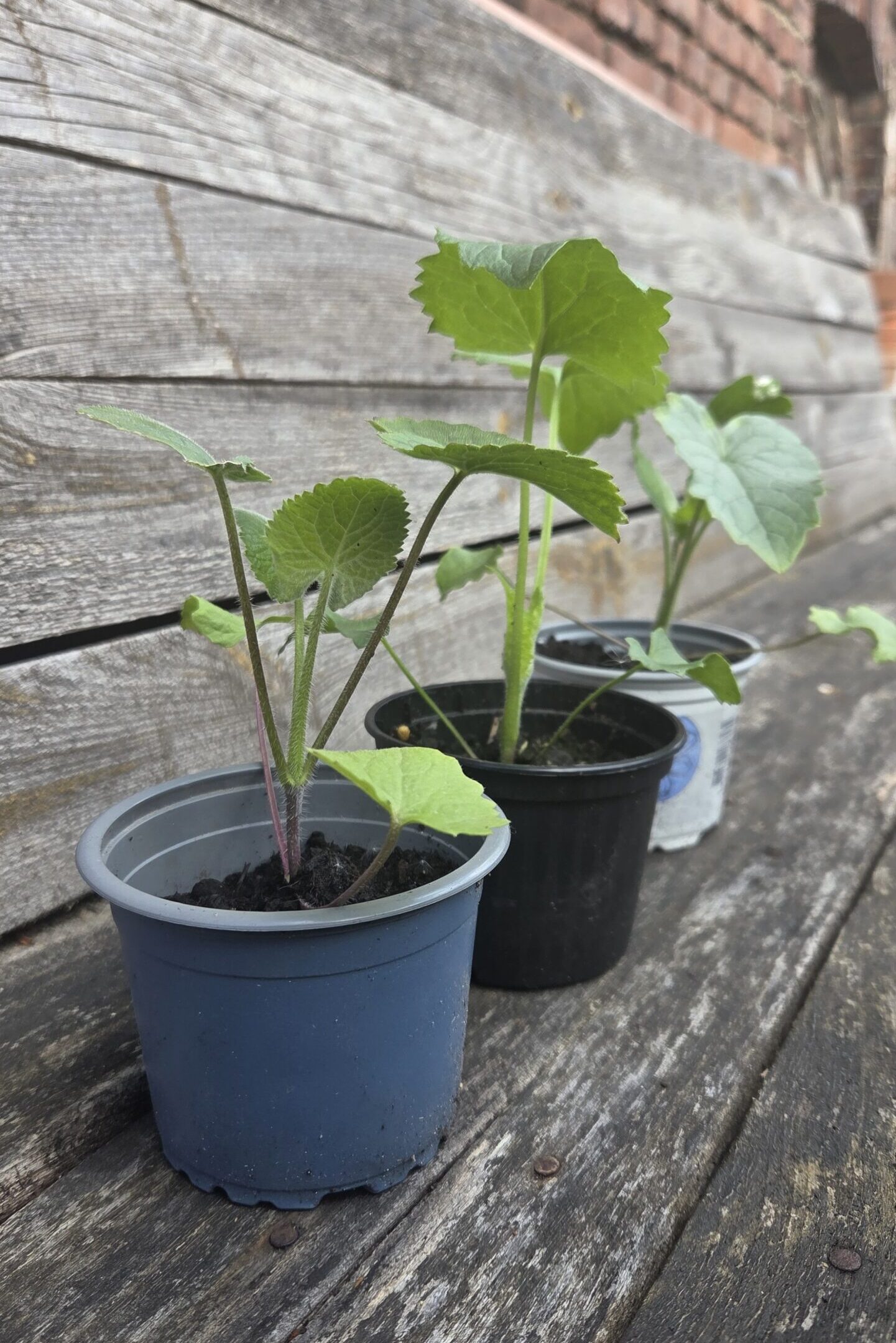Lunaria Jungpflanzen – Bild 4