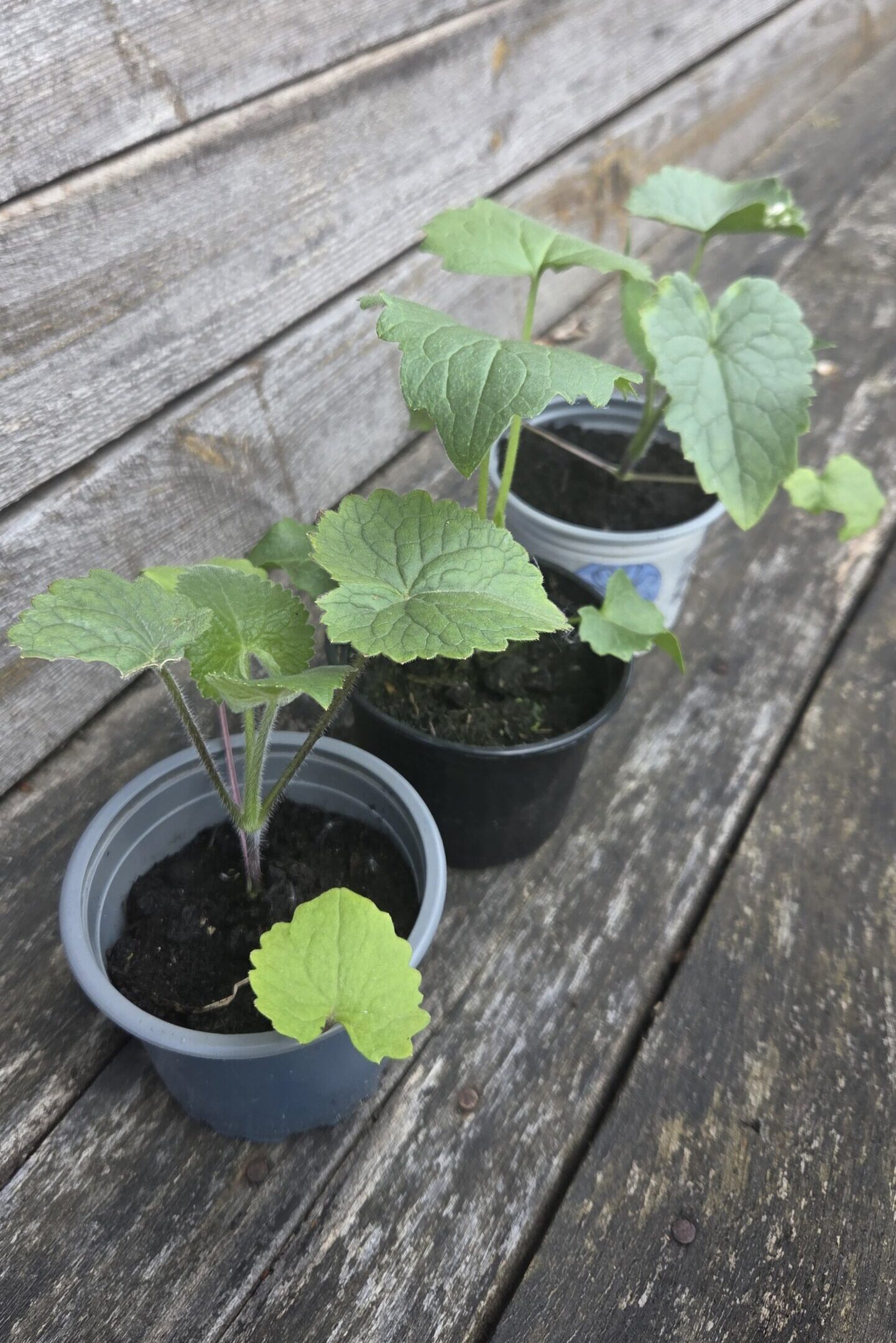 Lunaria Jungpflanzen – Bild 7