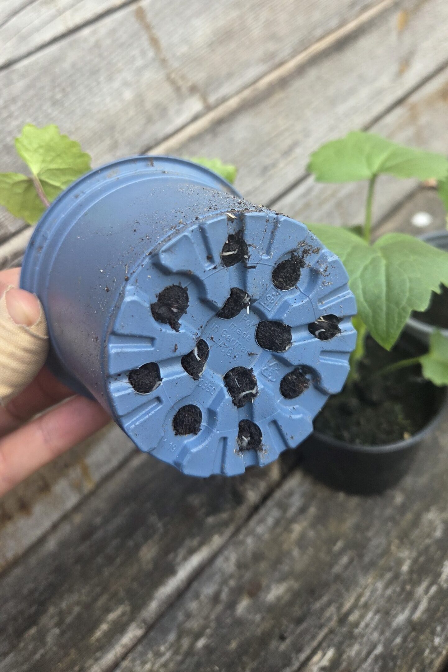Lunaria Jungpflanzen – Bild 6