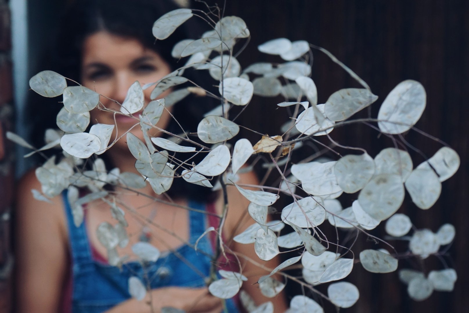 Lunaria Jungpflanzen – Bild 2